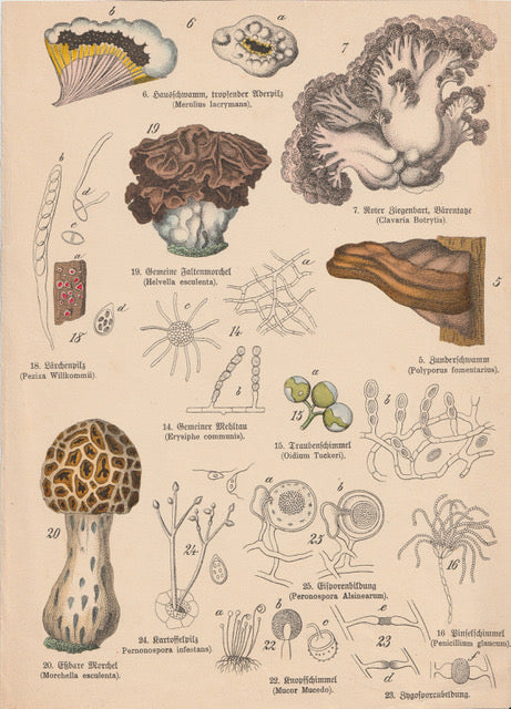 Originaltafel Morcheln, Schimmel & Bärenklaue 1895