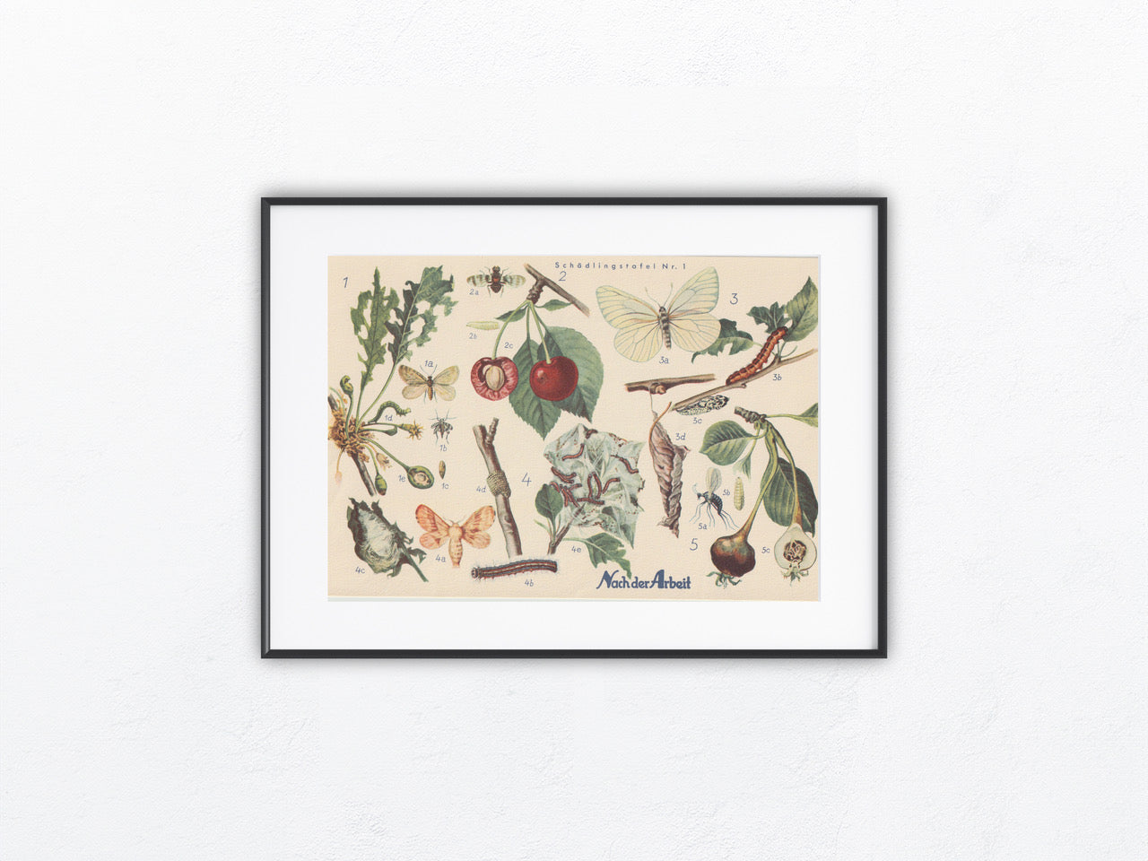Obst Schädlinge Falter Original Druck 1940