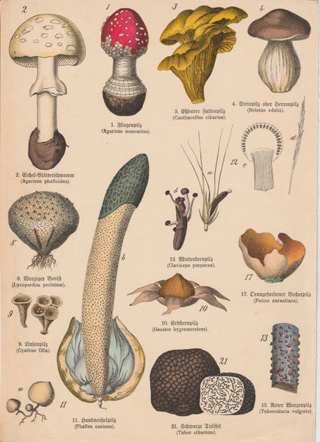 Originaltafel Fliegenpilz, Pfifferling, Trüffel & Steinpilz 1895