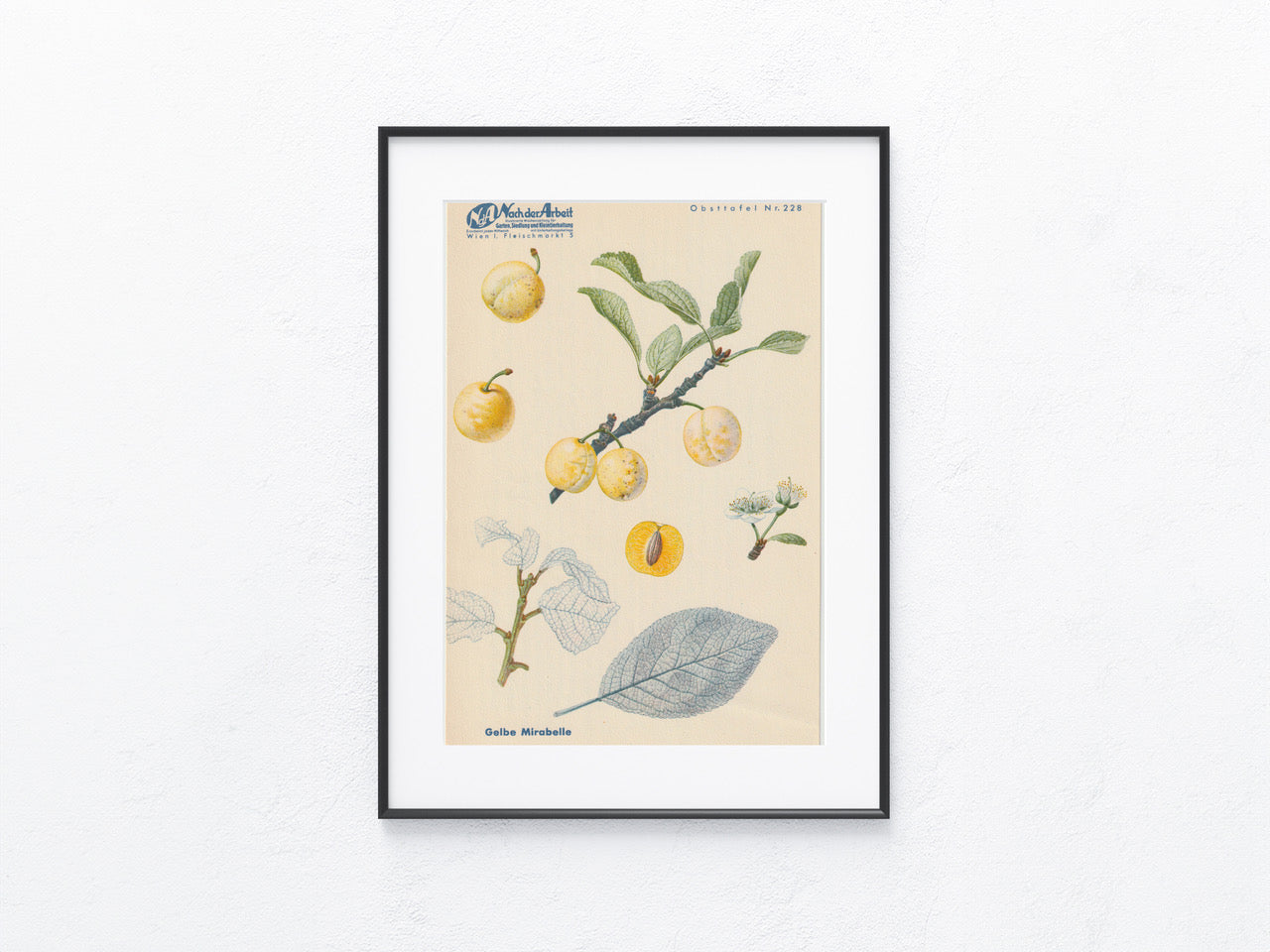 Vintage Obsttafel Gelbe Mirabelle 1940