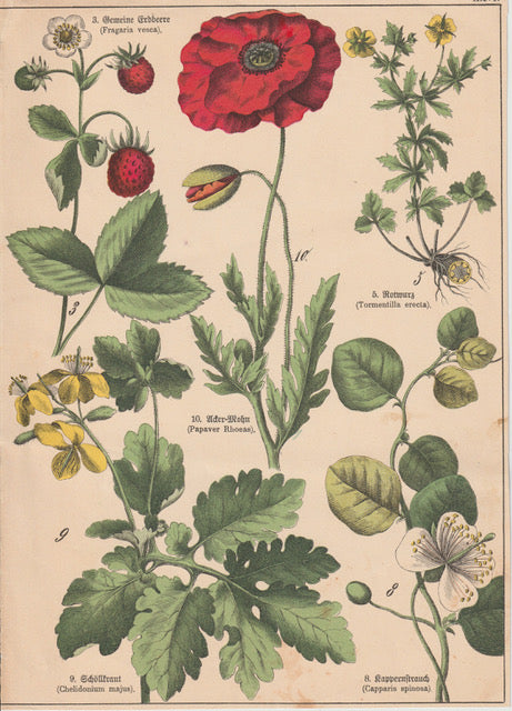 Originaltafel Mohn, Erdbeere & Kapernstrauch 1895