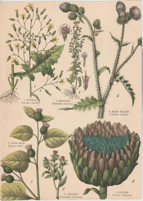 Originaltafel Artischocke, Wegdistel & Großer Klette 1895