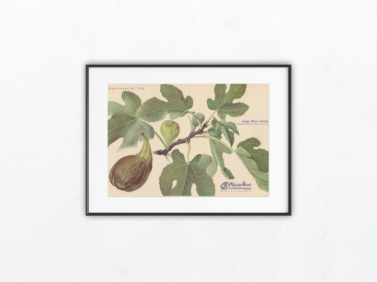 Vintage Obsttafel Feige Ficus carica 1940