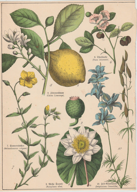 Originaltafel Zitrone, Teepflanze & Seerose 1895