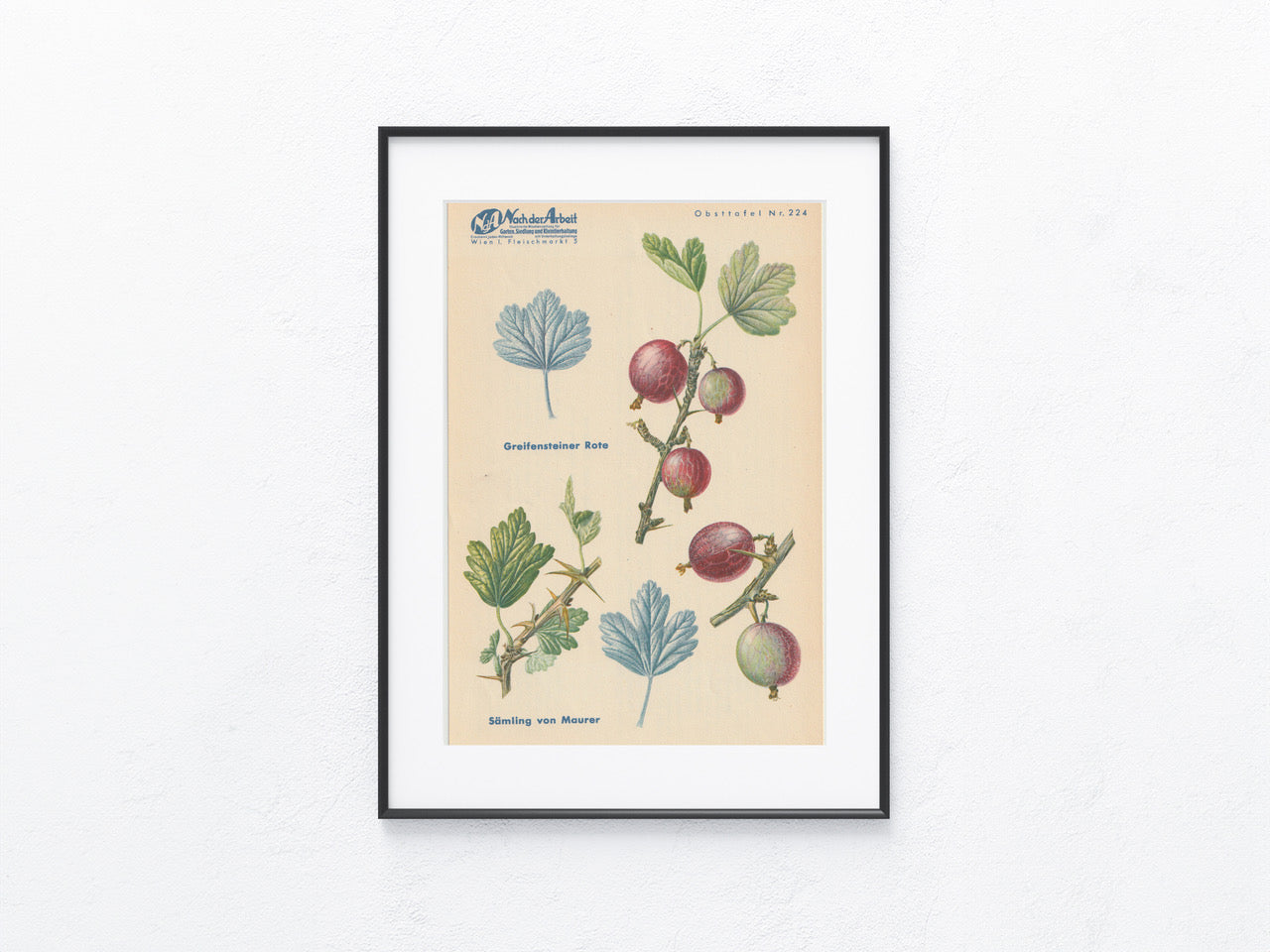 Stachelbeere Vintage Obsttafel original 1940