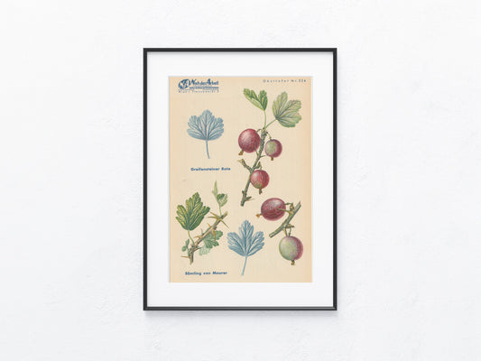 Stachelbeere Vintage Obsttafel original 1940