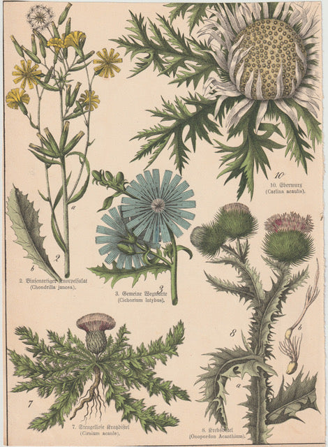 Originaltafel Wegwarte, Distel & Silberdistel Eberwurz 1895