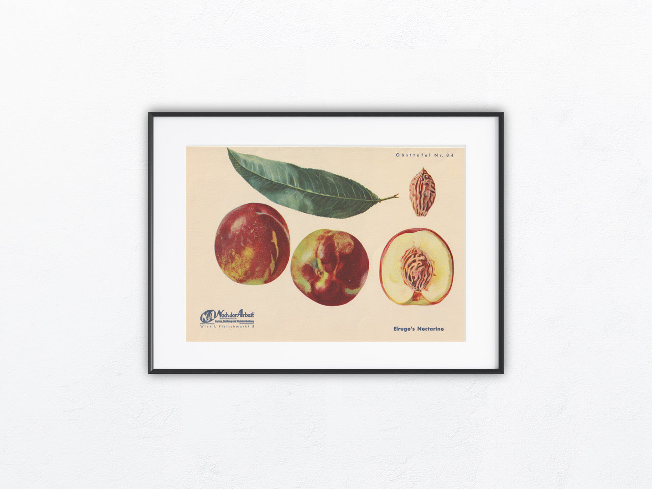 Nektarine Vintage Obsttafel original 1940