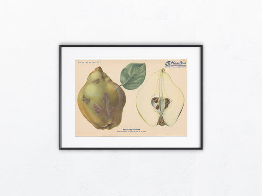 Quitte Vintage Obsttafel original 1940