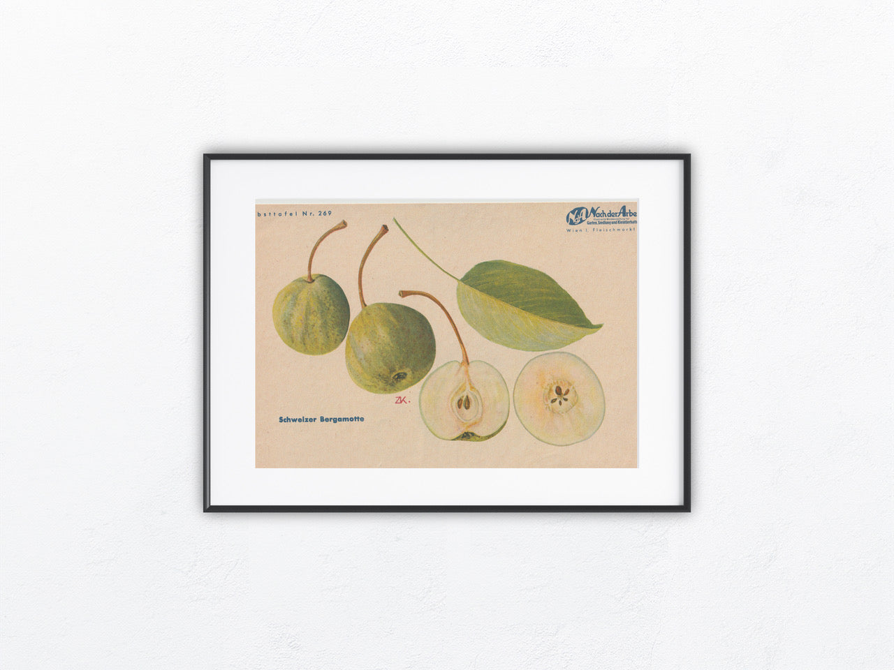 Schweizer Bergamotte Vintage Obsttafel 1940
