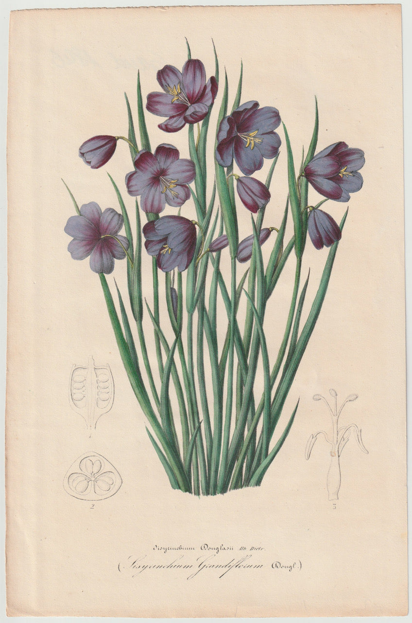 Botanische Lithografie 1846 | kolorierter Originaldruck