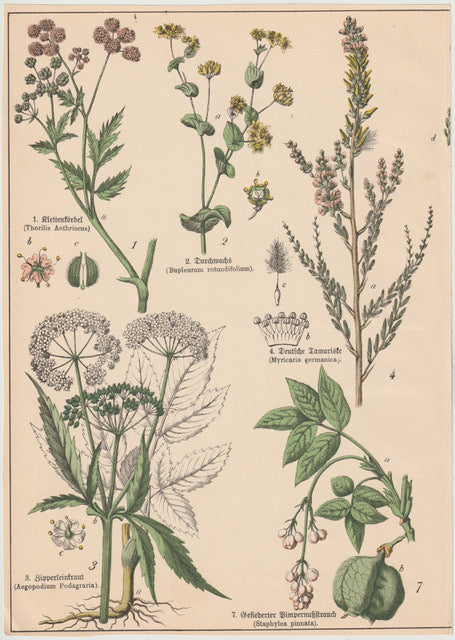Originaltafel Kälberkropf, Durchwachs & Pimpernussstrauch 1895