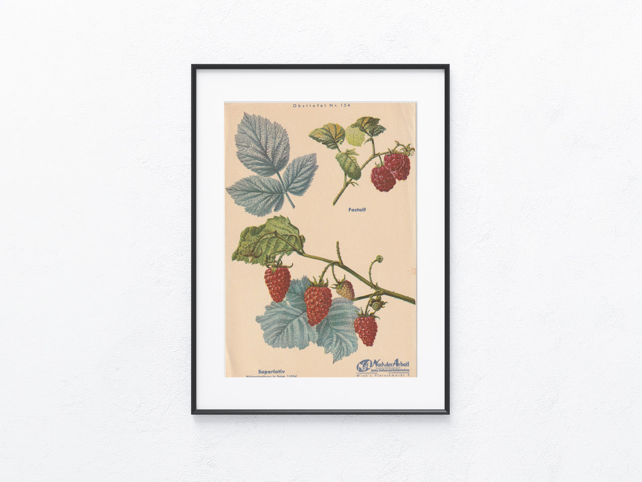 Himbeeren Vintage Obsttafel original 1940