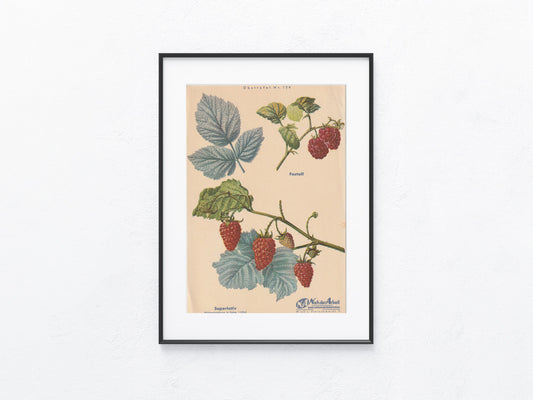 Himbeeren Vintage Obsttafel original 1940