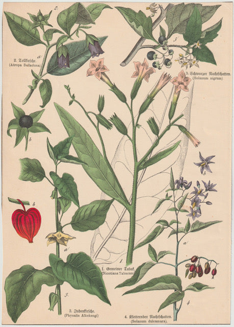 Originaltafel Tollkirsche, Tabak, Physalis & Nachtschatten 1895