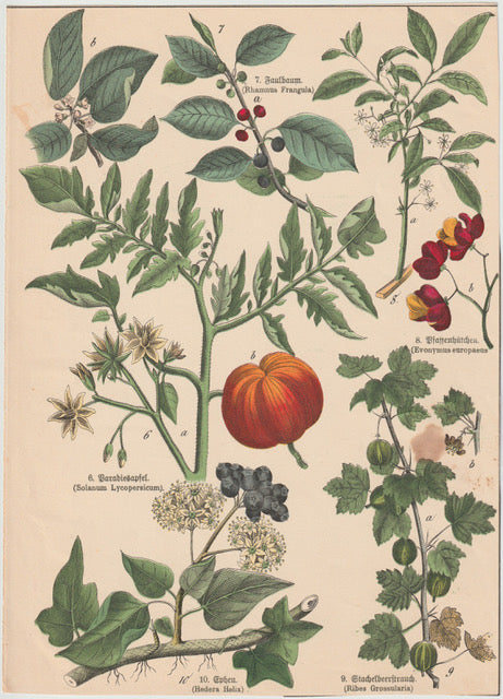 Originaltafel Paradeisäpfel, Faulbaum, Efeu & Stachelbeere 1895