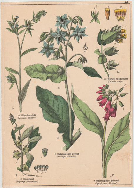 Originaltafel Borretsch, Beinwell, Acker-Krumhals & Wachsblume 1895
