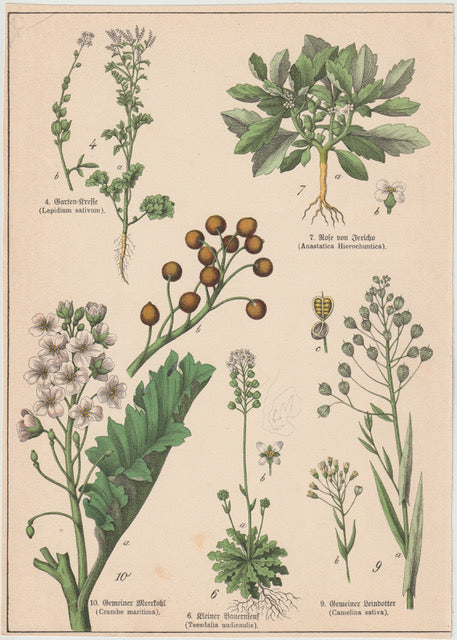 Originaltafel Meerrettich, Gartenkresse, Rose von Jericho & Leindotter 1895