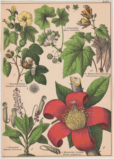 Originaltafel Baumwolle, Kannenpflanze & Malabambaum 1895