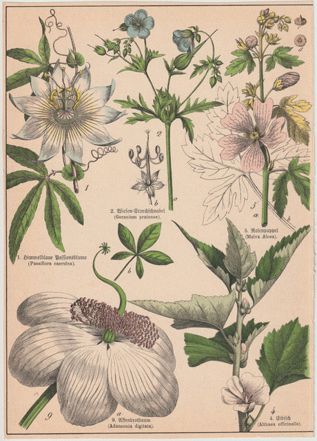 Originaltafel Passionsblume, Affenbrotbaum & Eibisch 1895