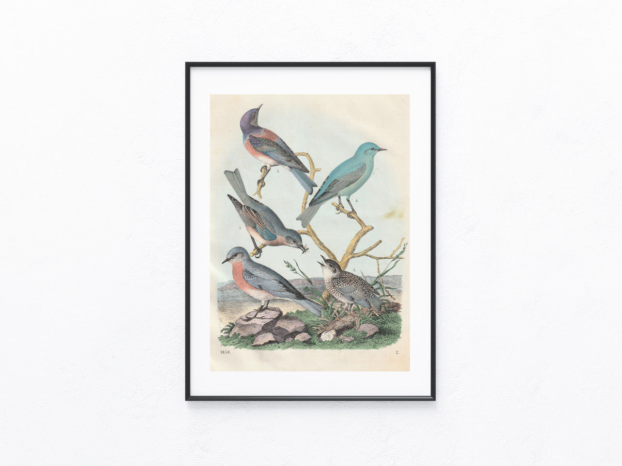 Originaltafel Singvögel Tafel 1856 Vogel Lithografie