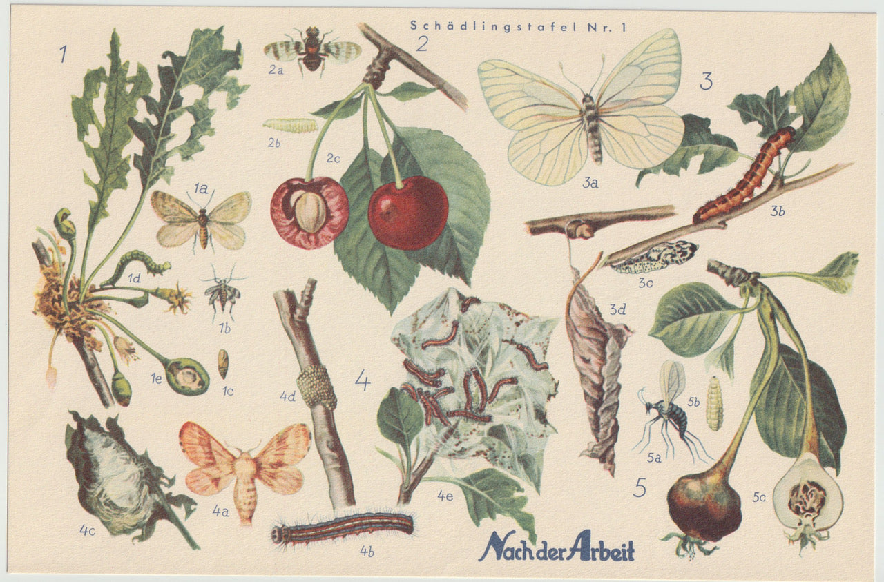 Obst Schädlinge Falter Original Druck 1940