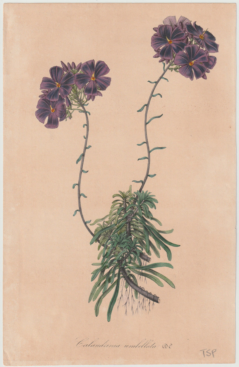 Calandrinia umbellata 1850 | kolorierter Originaldruck