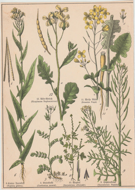 Originaltafel Weiße Rübe, Bitterkresse & Ackersenf 1895