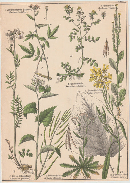 Originaltafel Schwarzsenf, Knoblauchkraut & Brunnenkresse 1895