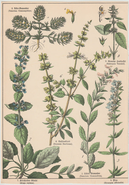 Originaltafel Gamander, Basilikum, Hyssop & Glünsel 1895