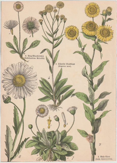 Originaltafel Inula, Erigeron, Bellis 1895