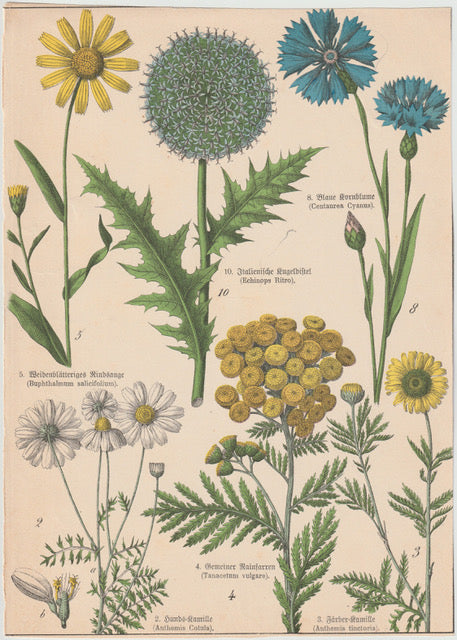 Originaltafel Kornblume, Rainfarn, Kugeldistel 1895