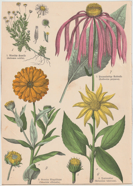 Originaltafel Echinacea, Ringelblume & Topinambur 1895