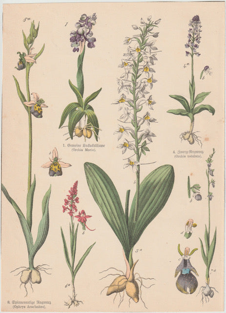 Originaltafel Orchideen Ragwurz Ophrys 1895