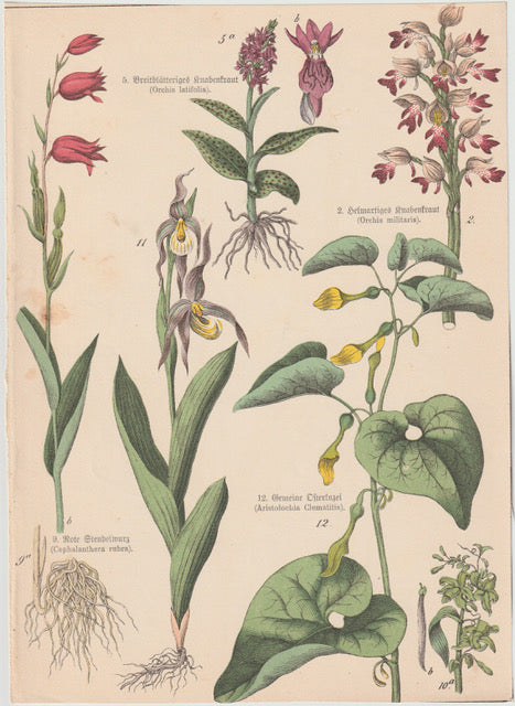 Originaltafel Knabenkraut, Frauenschuh, Osterluzei 1895