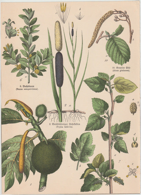 Originaltafel Rohrkolben, Maulbeere, Buchsbaum 1895