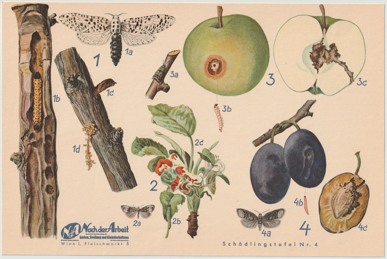 Vintage Obsttafel original 1940 | botanische Illustration
