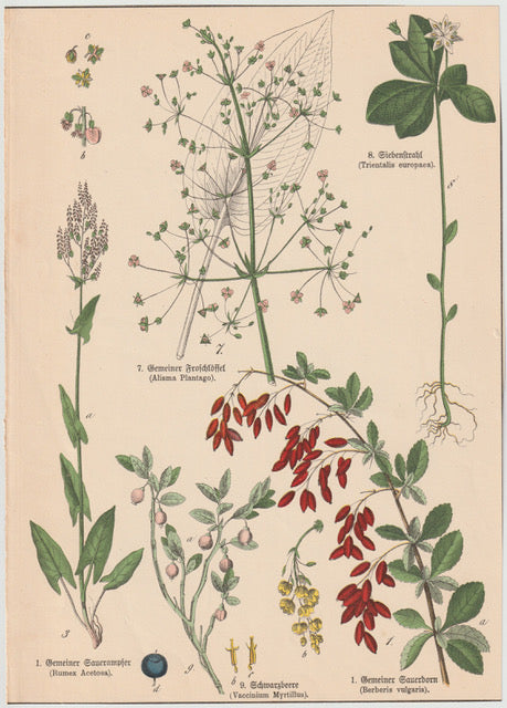Originaltafel Sauerampfer, Froschlöffel, Berberitze 1895
