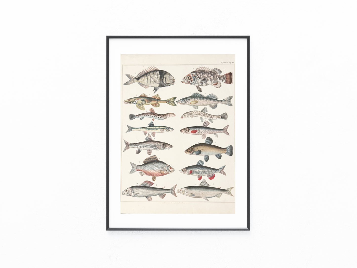 Original Tafel Fische 1880 Naturkunde Lithografie