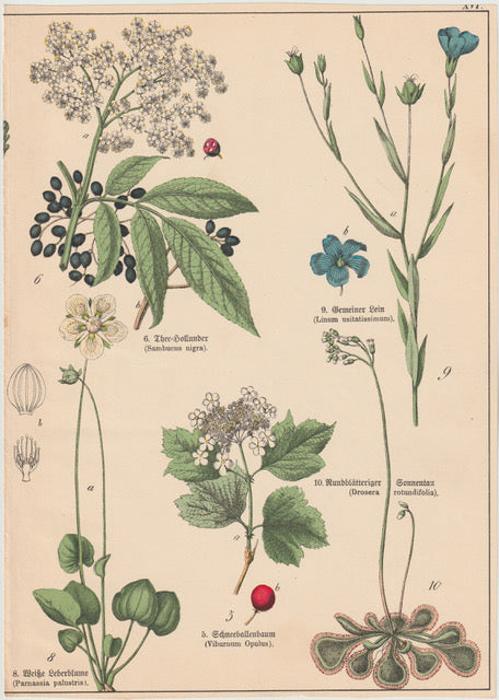 Originaltafel Holunder, Leinsamen, Sonnentau 1895