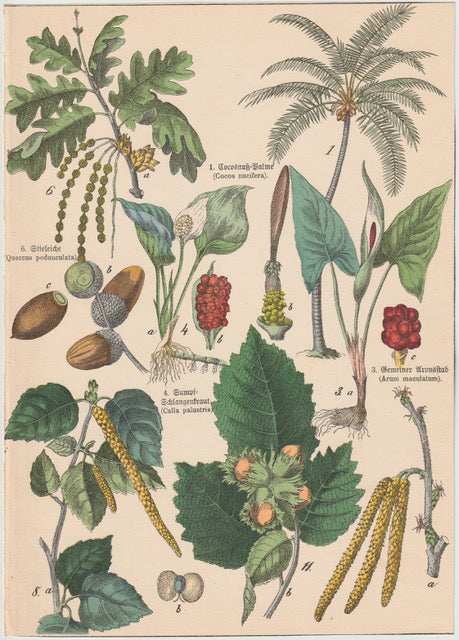 Originaltafel Dattelpalme, Kokosnuss, Hasel & Pfeffer 1895