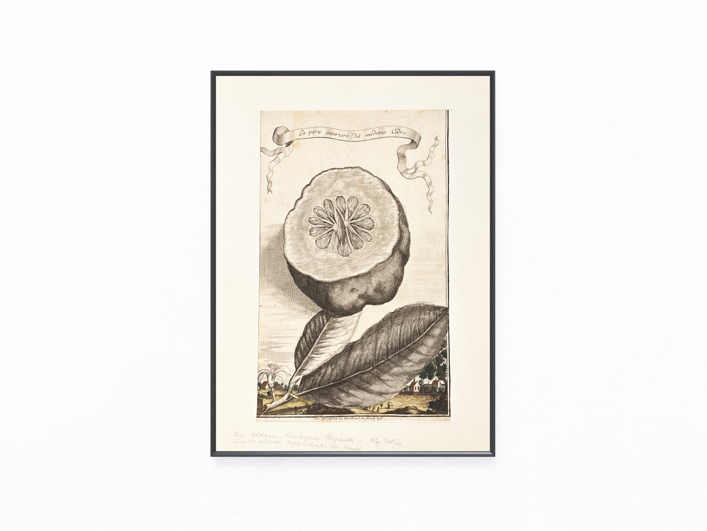 Zitrone Kupferstich La parte interiore del medemo Cedro 1708