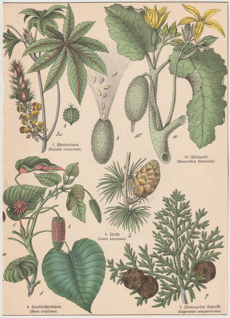 Originaltafel Wunderbaum, Sandbüchsenbaum & Gießgurke 1895