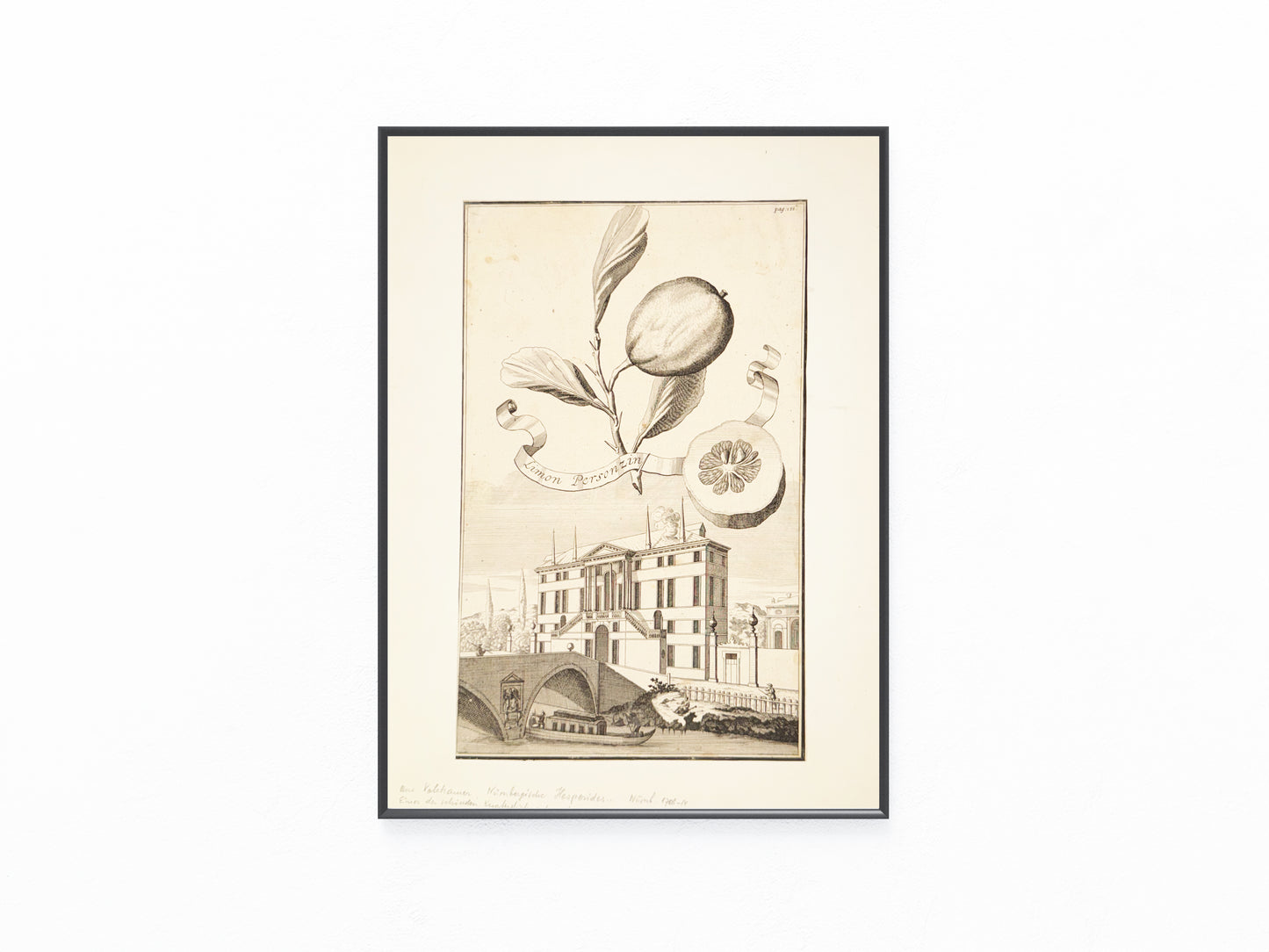 Kupferstich Limon Personzini 1708 | Historische Zitrusgrafik Zitrone