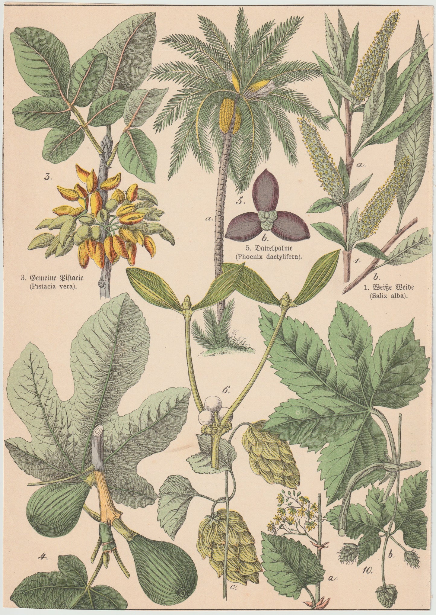 Originaltafel Pistazie, Dattelpalme & Feige 1895