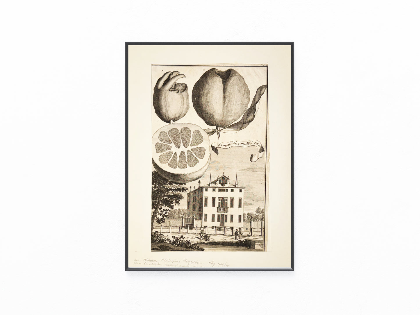 Limon dolce multiforme 1708 | Kupferstich Zitrusgrafik Zitrone