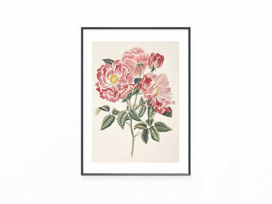 Rosa Mundi 1920 Original Botanik Tafel | Handkoloriert