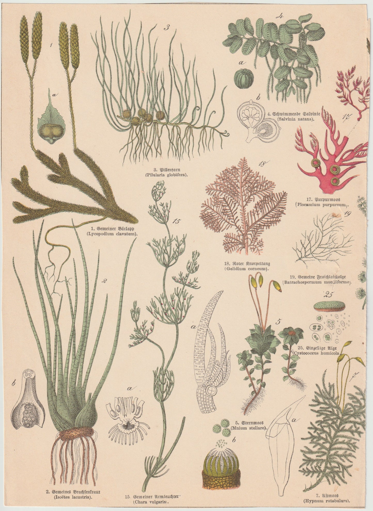 Originaltafel Bärlapp, Schwimmfarn & Rotalge 1895