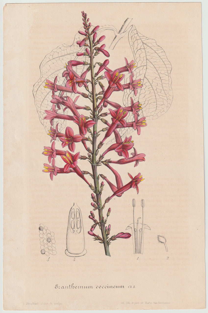 Exanthemum coccineum 1850 | kolorierter Originaldruck