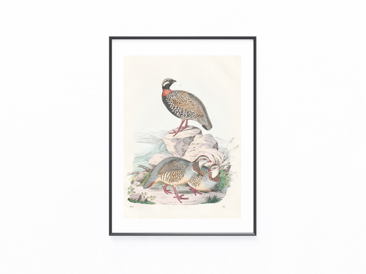 Original Rebhuhn Tafel 1856 Vogel Lithografie
